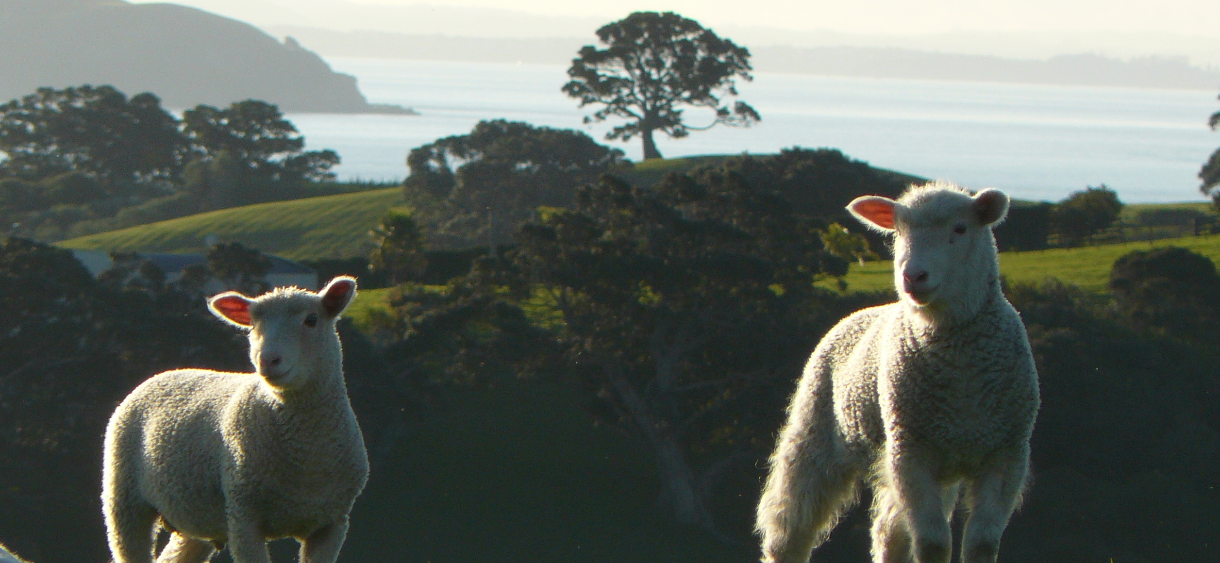 lambs on New Zealand coast