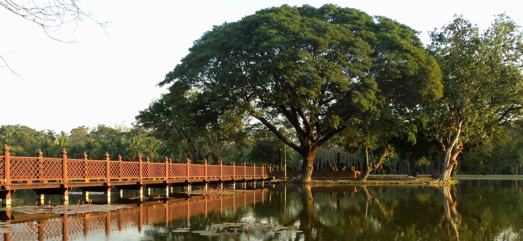 tree by water in Sukhothai